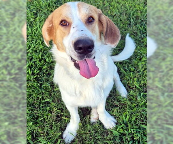Medium Photo #9 Basset Hound-Great Pyrenees Mix Puppy For Sale in Deepwater, NJ, USA