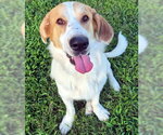 Small #8 Basset Hound-Great Pyrenees Mix