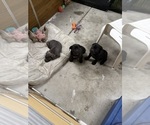 Small #5 Cane Corso