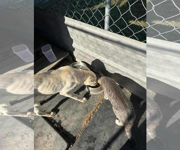 Medium Photo #9 Carolina Dog-Unknown Mix Puppy For Sale in Wakefield, RI, USA