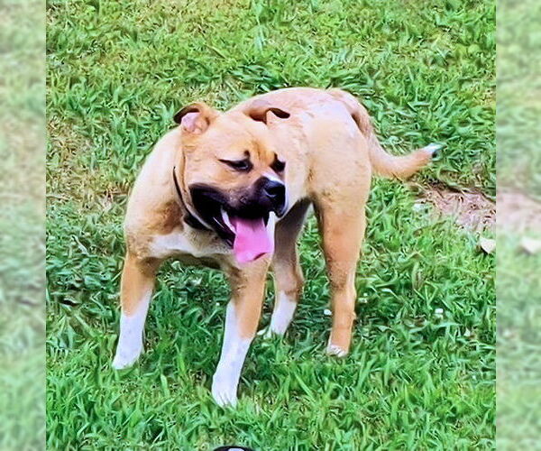 Medium Photo #4 Staffordshire Bull Terrier Puppy For Sale in Rutherfordton, NC, USA