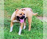 Small #3 Staffordshire Bull Terrier