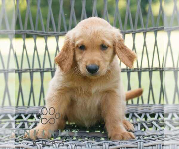 Medium Photo #1 Golden Retriever Puppy For Sale in GAP, PA, USA