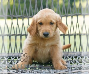 Golden Retriever Puppy for sale in GAP, PA, USA