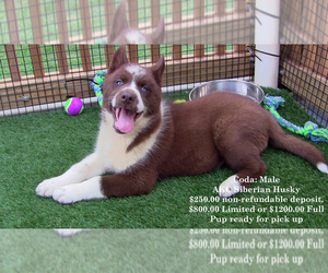 Medium Siberian Husky