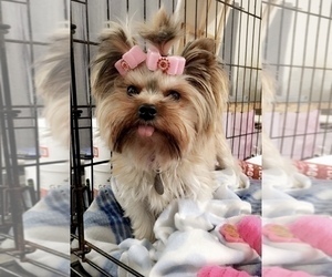 Mother of the Yorkshire Terrier puppies born on 02/01/2025
