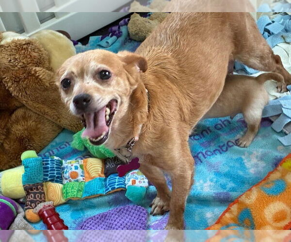 Medium Photo #1 Chihuahua-Unknown Mix Puppy For Sale in Plymouth, MN, USA