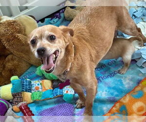 Chihuahua-Unknown Mix Dogs for adoption in Plymouth, MN, USA