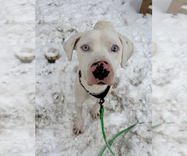 Medium Photo #4 American Pit Bull Terrier-Labrador Retriever Mix Puppy For Sale in Brewster, NY, USA