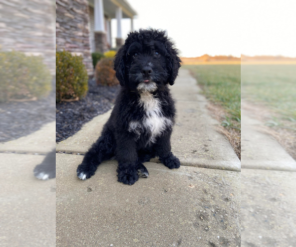 Medium Photo #4 Bernedoodle Puppy For Sale in CONNERSVILLE, IN, USA