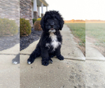 Small Photo #4 Bernedoodle Puppy For Sale in CONNERSVILLE, IN, USA