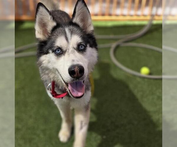 Medium Photo #1 Siberian Husky-Unknown Mix Puppy For Sale in Las Vegas, NV, USA