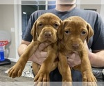 Small Photo #11 Vizsla Puppy For Sale in CANBY, OR, USA