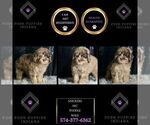 Puppy Snickers AKC Poodle (Toy)
