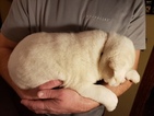 Small Photo #2 Akita Puppy For Sale in CEDAR MILLS, MN, USA