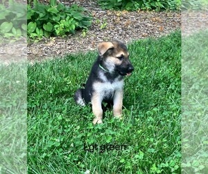 Medium German Shepherd Dog