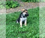 Puppy Light green German Shepherd Dog