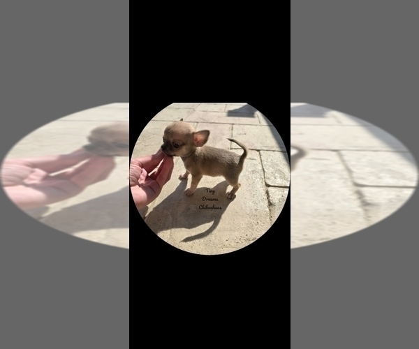 Medium Photo #3 Chihuahua Puppy For Sale in CRAFTON, PA, USA