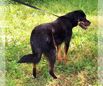 Small #1 Mutt