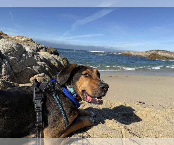 Medium Photo #5 Coonhound Puppy For Sale in Salinas, CA, USA