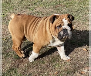 Father of the English Bulldog puppies born on 03/02/2024