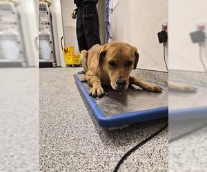 Labrador Retriever Dogs for adoption in Houston, TX, USA