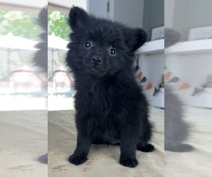 Pomeranian Puppy for Sale in INDIANAPOLIS, Indiana USA