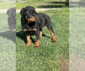 Rottweiler Puppy for sale in ELDERWOOD, CA, USA