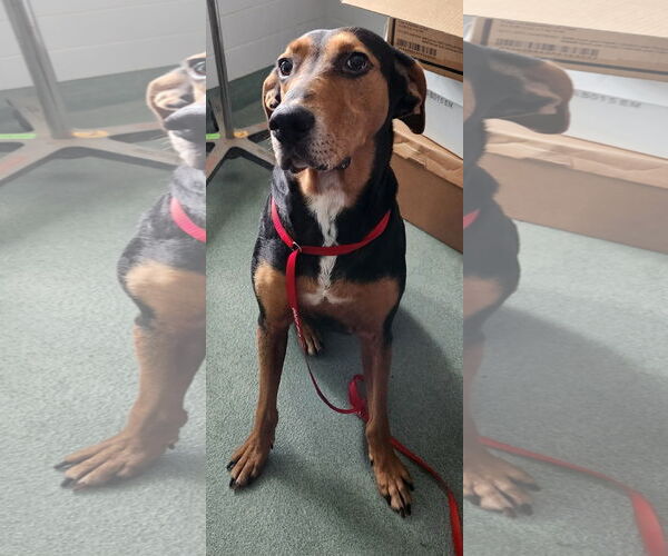 Medium Photo #5 Mutt Puppy For Sale in Doylestown, PA, USA