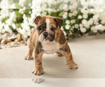 Beauty - Female English Bulldog Puppy for Sale - Photo #3