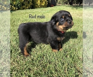 Rottweiler Puppy for sale in LIVINGSTON, CA, USA