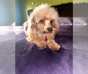 Mother of the Poodle (Toy) puppies born on 07/02/2025