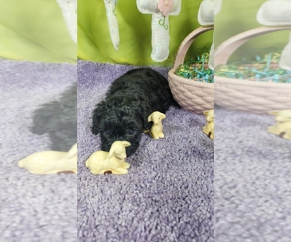 Medium Photo #3 Bernedoodle (Miniature) Puppy For Sale in BLACK FOREST, CO, USA