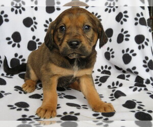 English Springer Spaniel-Unknown Mix Puppy for sale in SHILOH, OH, USA
