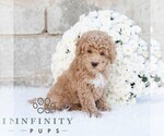 Small #2 Poodle (Miniature)