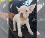 Small Photo #4 French Bulldog Puppy For Sale in BALDWIN PARK, CA, USA
