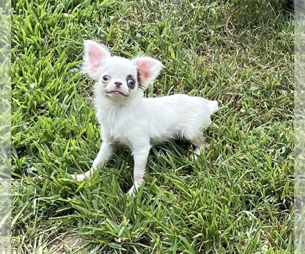 Medium Photo #2 Chihuahua Puppy For Sale in STARR, SC, USA