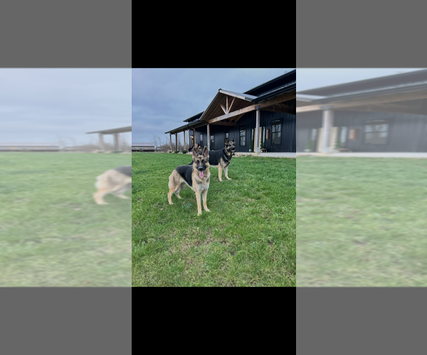 Medium Photo #4 German Shepherd Dog Puppy For Sale in ZANESVILLE, OH, USA