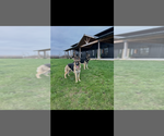 Small #3 German Shepherd Dog