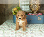 Small Photo #22 Miniature Labradoodle Puppy For Sale in NAPPANEE, IN, USA