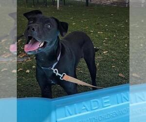 Labrador Retriever-Unknown Mix Dogs for adoption in Downey, CA, USA