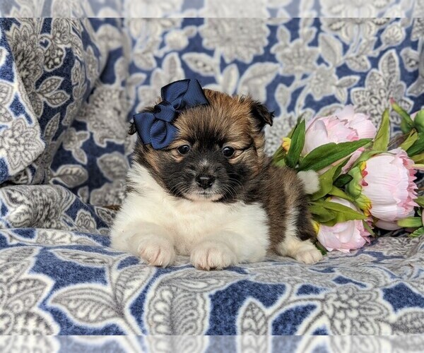 Medium Photo #6 Fox Terrier (Smooth)-Pomeranian Mix Puppy For Sale in LEOLA, PA, USA
