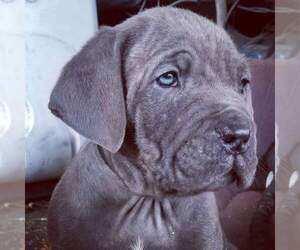 Cane Corso Puppy for sale in SWANSEA, MA, USA