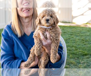 Goldendoodle (Miniature) Puppy for sale in ROY, UT, USA