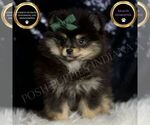 Puppy Bingo AKC Pomeranian
