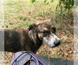 Mountain Cur-Plott Hound Mix Dogs for adoption in Jackson, MS, USA