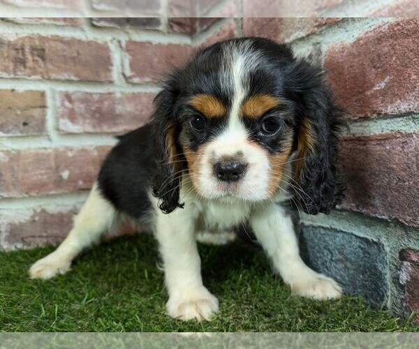 Medium Photo #4 Cavalier King Charles Spaniel Puppy For Sale in CLARK, MO, USA