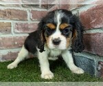 Small #3 Cavalier King Charles Spaniel