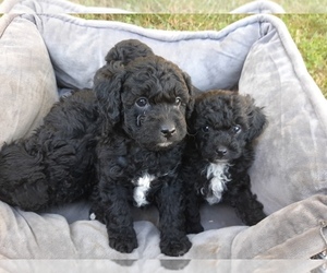 Goldendoodle (Miniature) Puppy for sale in GOSHEN, IN, USA