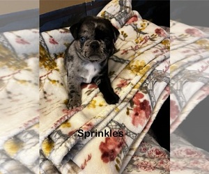 Buggs-Pug Mix Puppy for sale in BUTLER, PA, USA